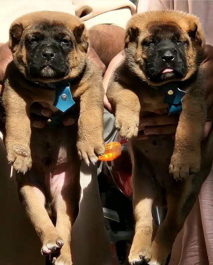 Afghan kuchi security dog all Pakistan delivery for sale — photo 2