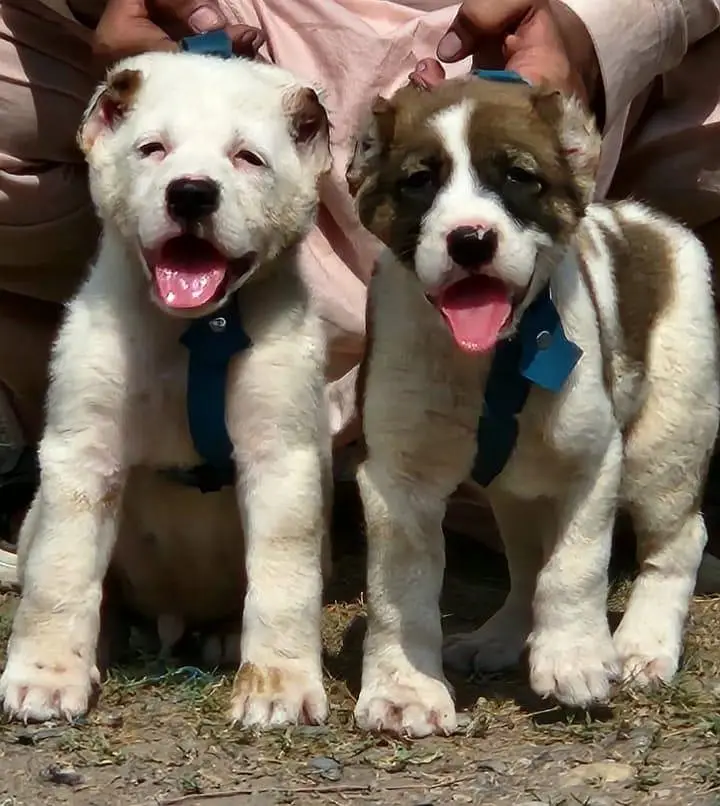 Afghan kuchi security dog all Pakistan delivery for sale — photo 3