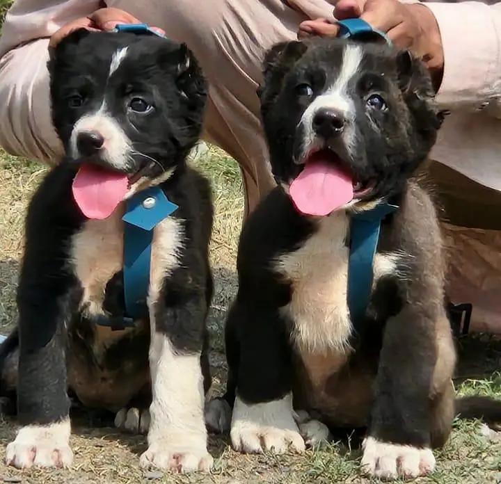 Afghan kuchi security dog all Pakistan delivery for sale — photo 4