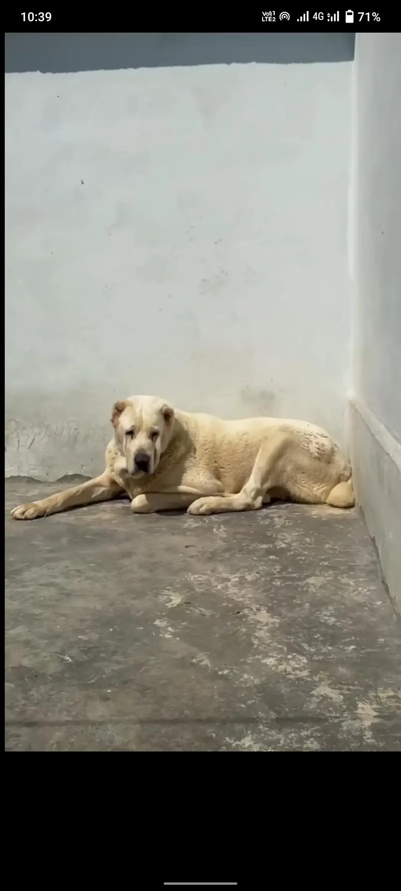 Afghan kuchi security dog all Pakistan delivery for sale — photo 5