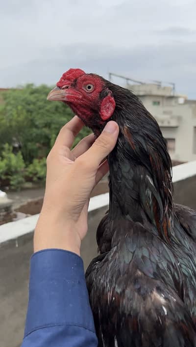 Zero Size High Quality Male