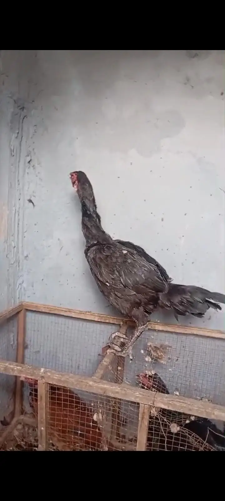female for saleeeee — photo 2