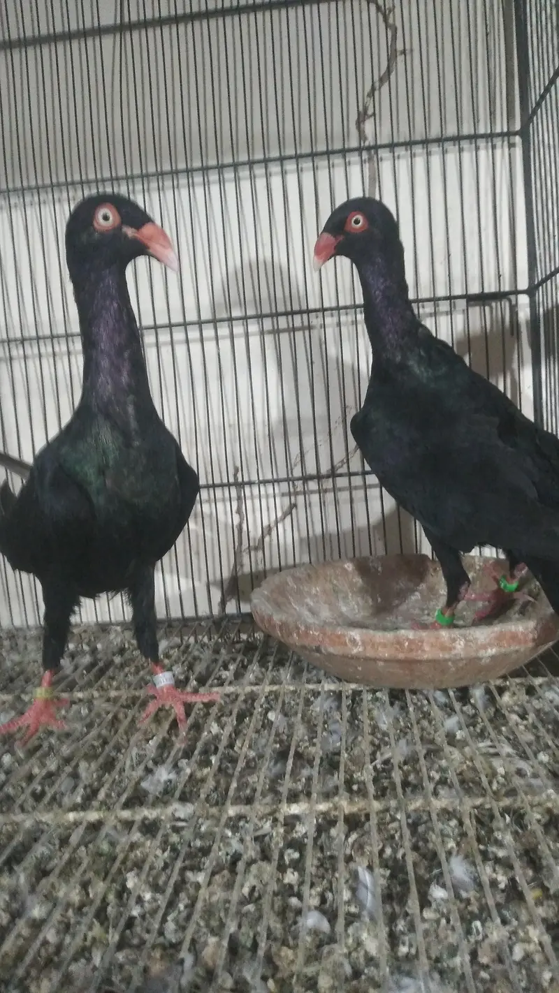 فینسی کبوتر برائے فروخت — photo 2
