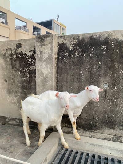 khasi white teddy male for sale white eyes