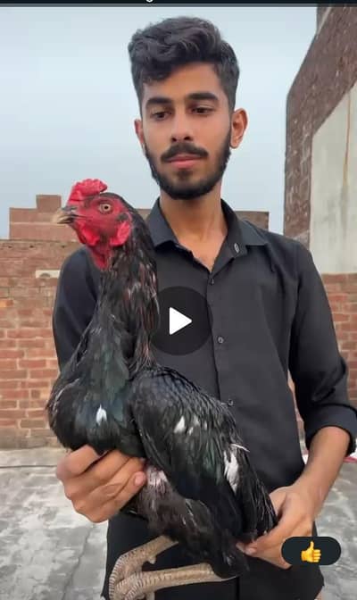 shamo/Thai/mainwali/lasani