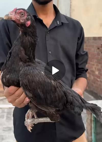 shamo/Thai/mainwali/lasani
