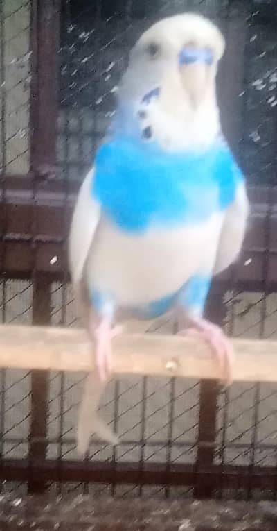 Pied king size breeder male full active and healthy