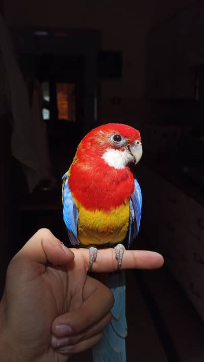 Tame golden mantled eastern rosella available 