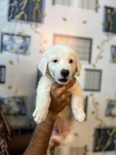 I am selling Russian Dog baby home bread healthy and active