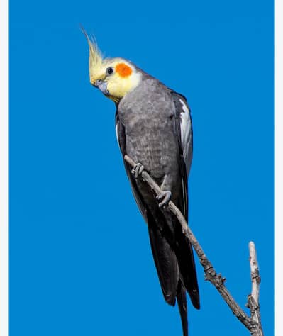 cocktail breedar pair