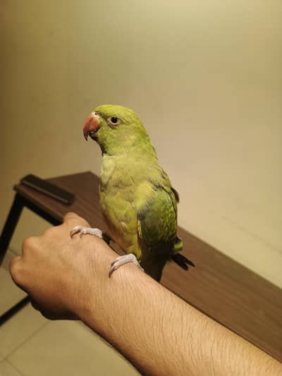 Hand Tame Zero Bite Katha Parrot 7 months old very freindly