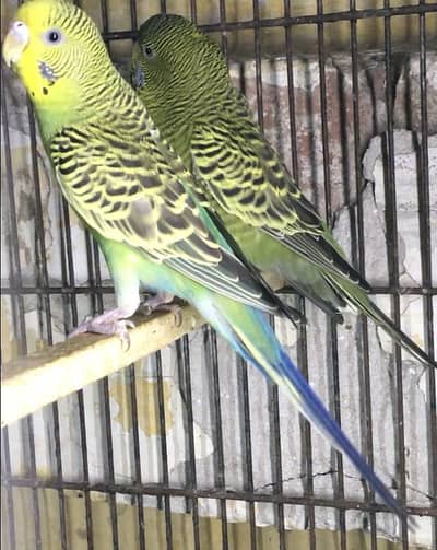 Green black face pair