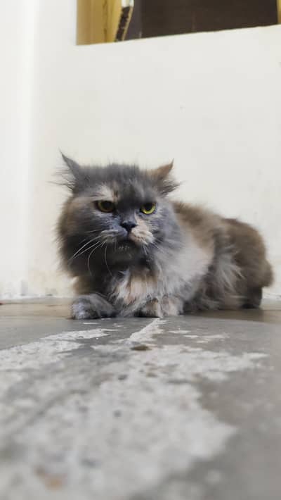 Persian Female Cat for Sale