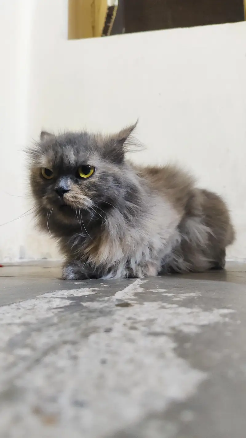 Persian Female Cat for Sale — photo 2