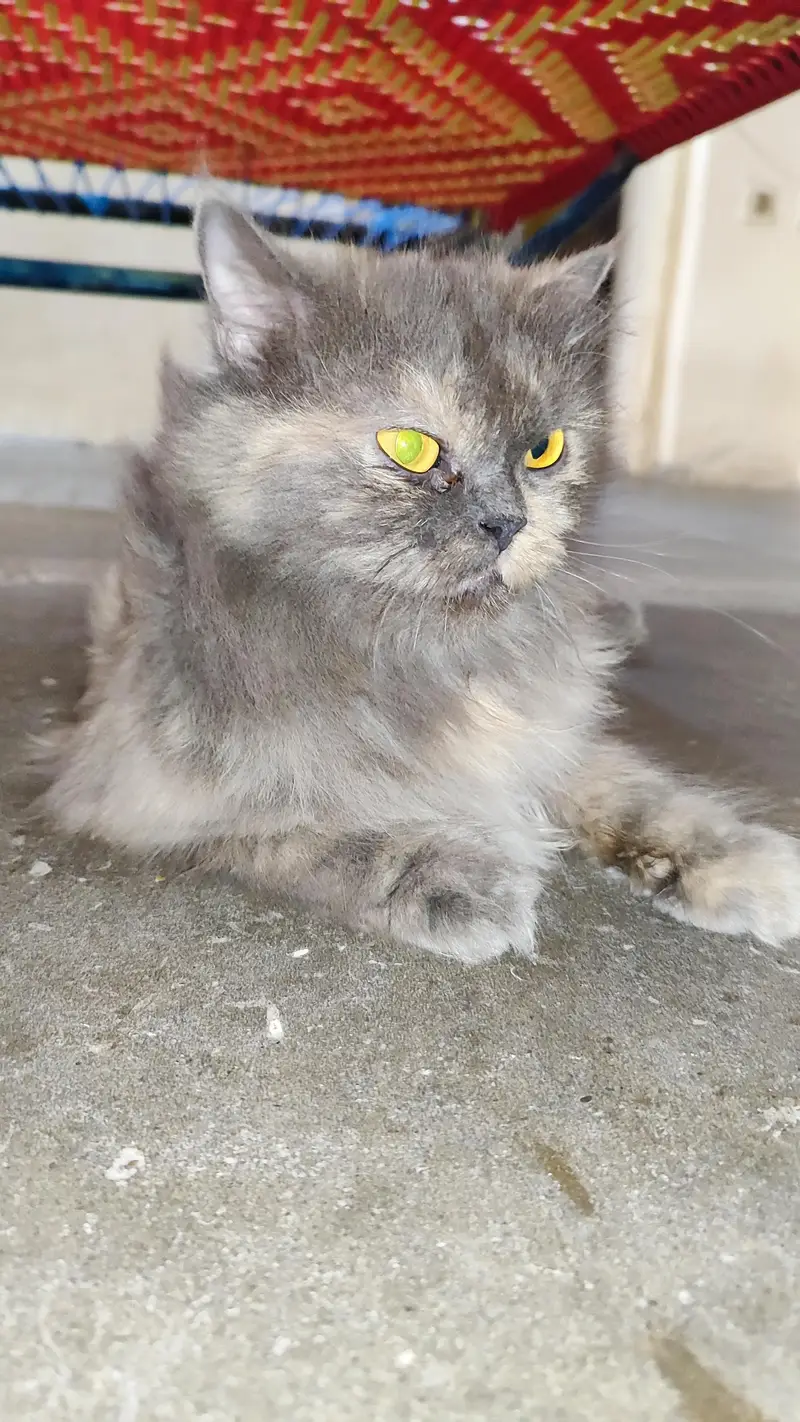 Persian Female Cat for Sale — photo 3