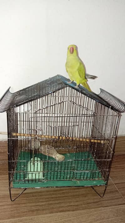 Hand Tamed Parrot for Sale  | Friendly & Loving