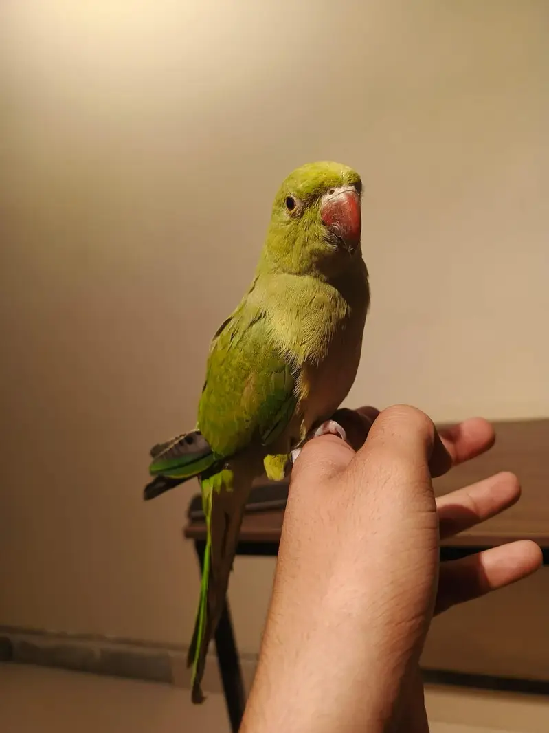 Hand Tamed Parrot for Sale  | Friendly & Loving — photo 2
