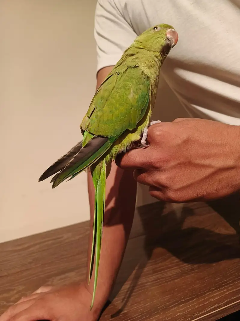 Hand Tamed Parrot for Sale  | Friendly & Loving — photo 3