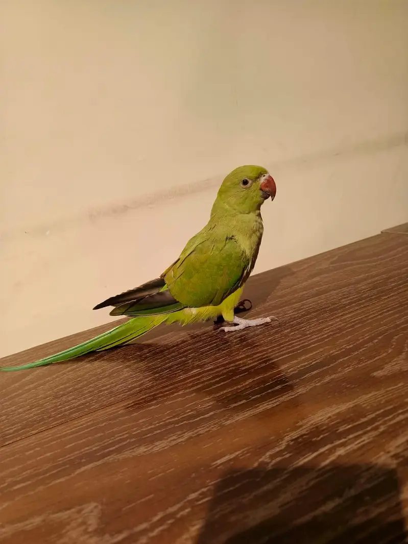 Hand Tamed Parrot for Sale  | Friendly & Loving — photo 4