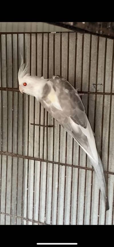 Whiteface Fallow Cockatiel