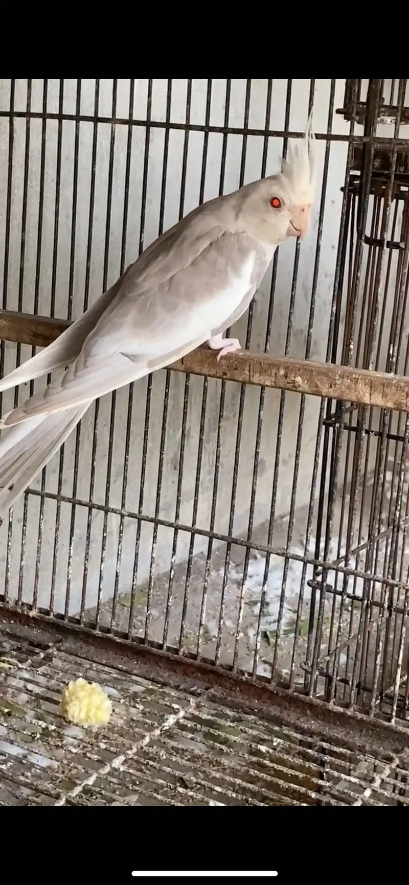 Whiteface Fallow Cockatiel — photo 2