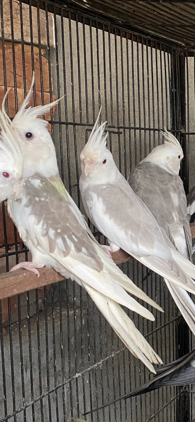 Whiteface Fallow Cockatiel — photo 3
