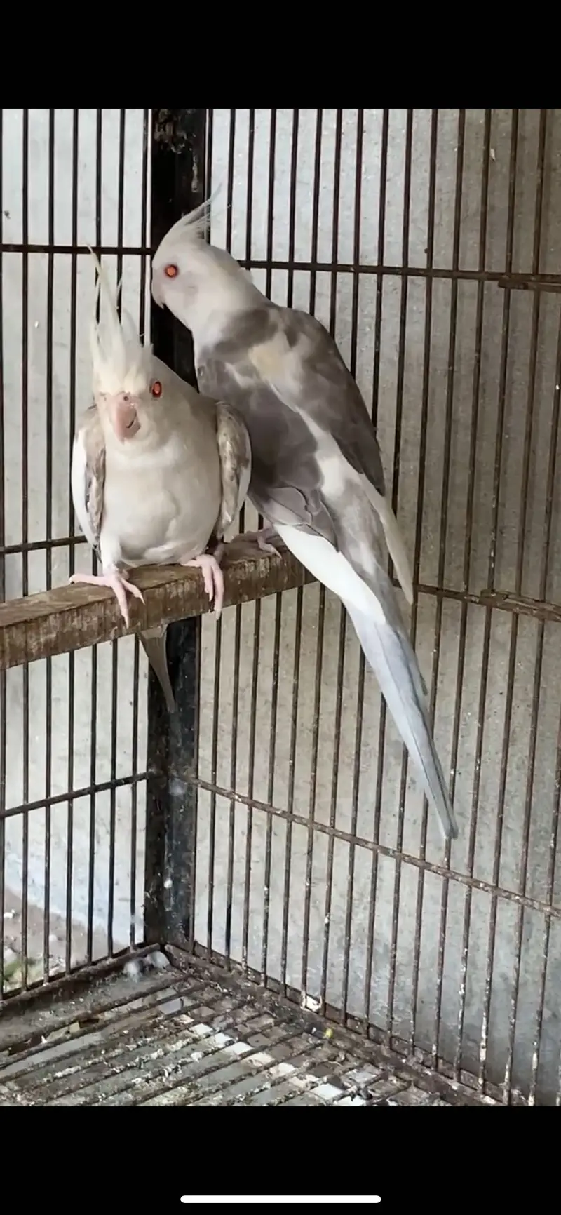 Whiteface Fallow Cockatiel — photo 4