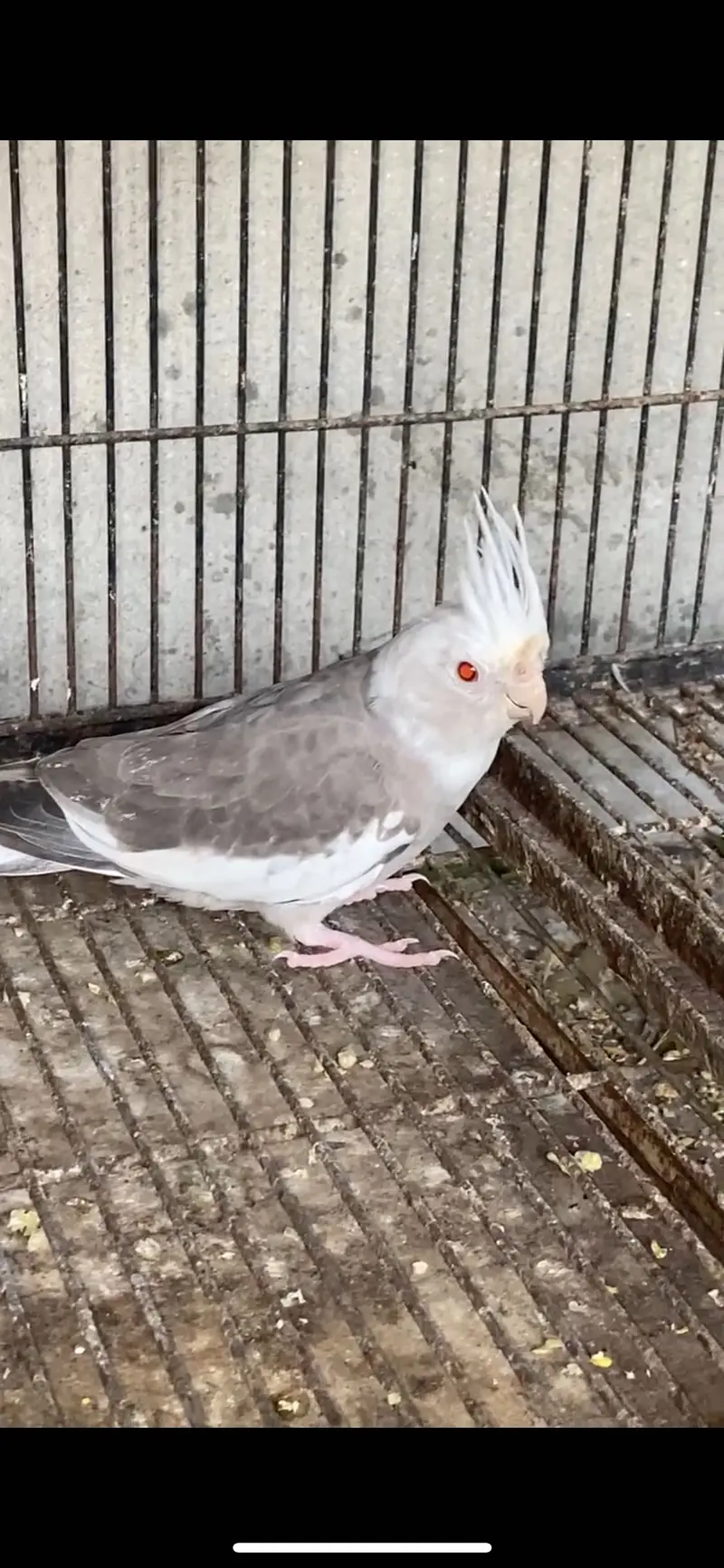 Whiteface Fallow Cockatiel — photo 5