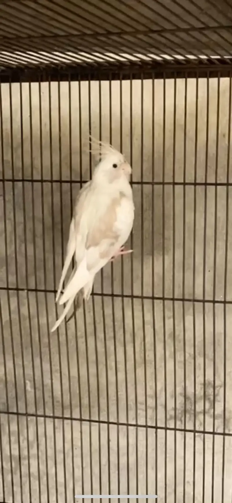 Whiteface Fallow Cockatiel — photo 6