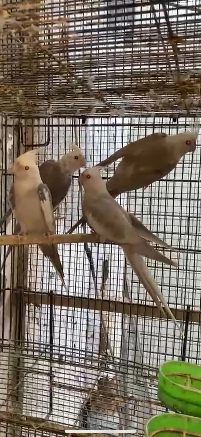 Whiteface Fallow Cockatiel — photo 7