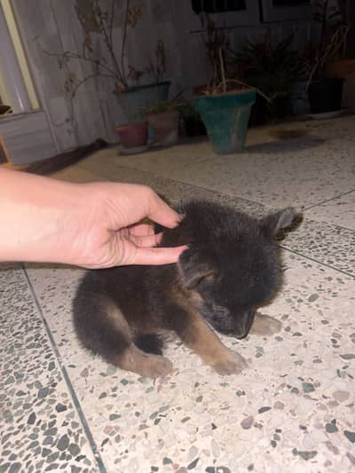 German shepherd