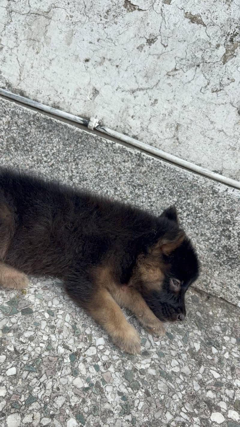 German shepherd 1