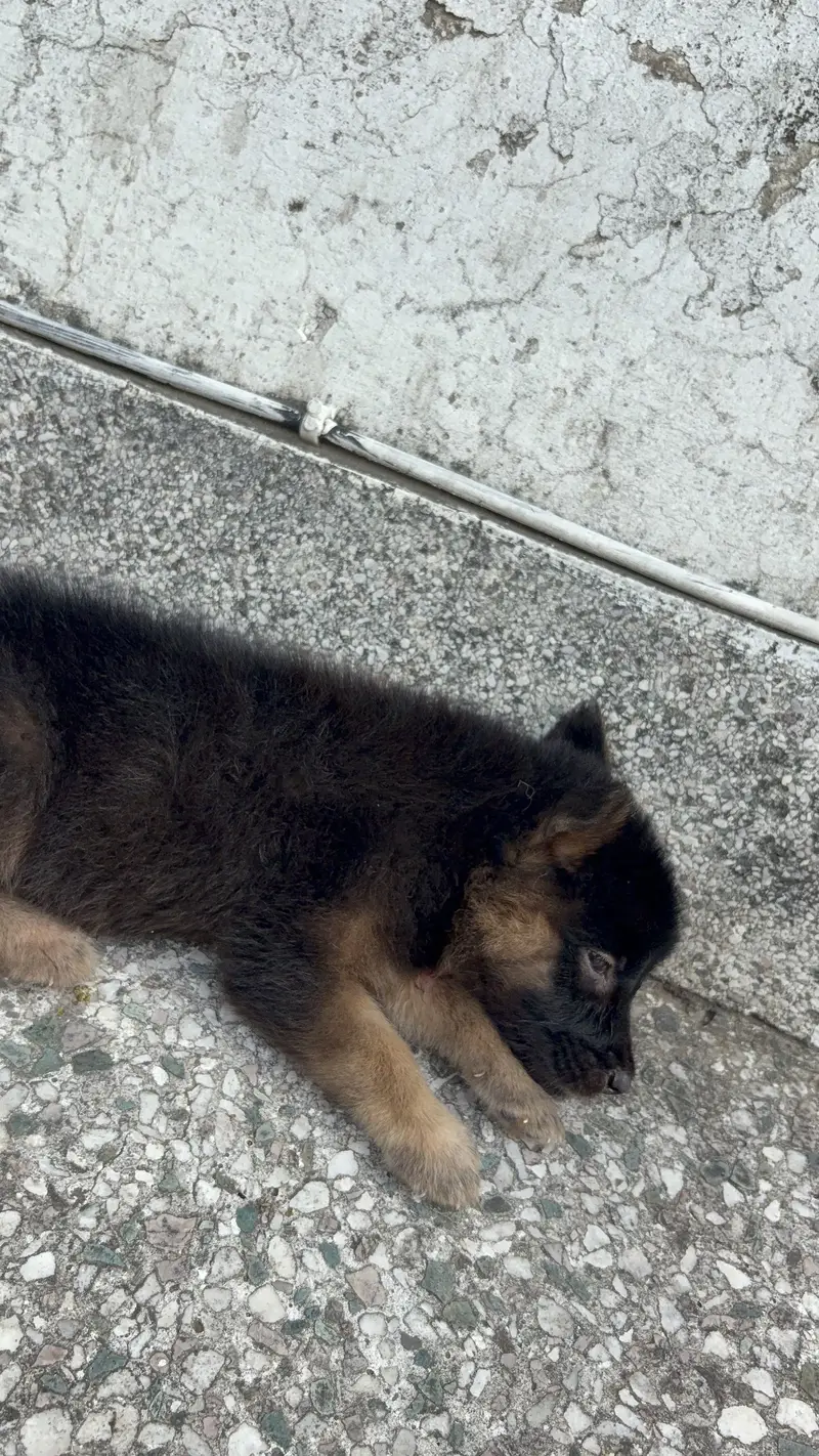 German shepherd — photo 2