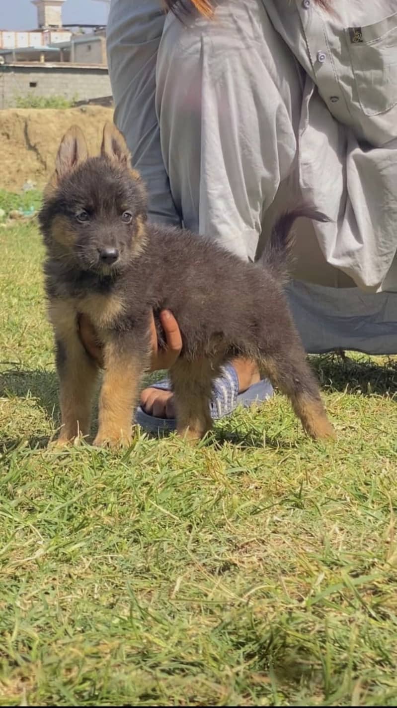 German shepherd 2
