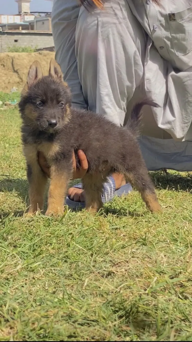 German shepherd — photo 3