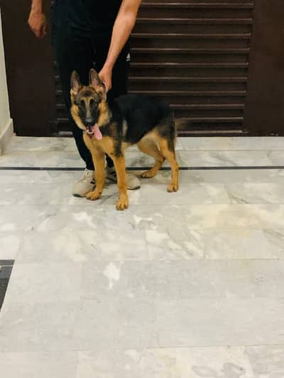German shepherd