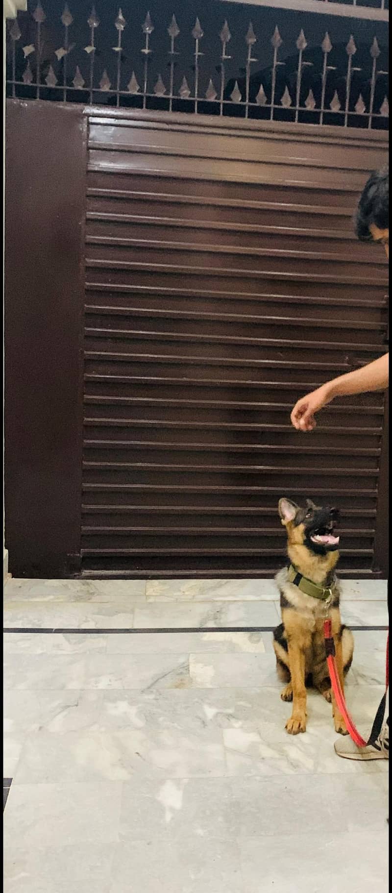 German shepherd 1