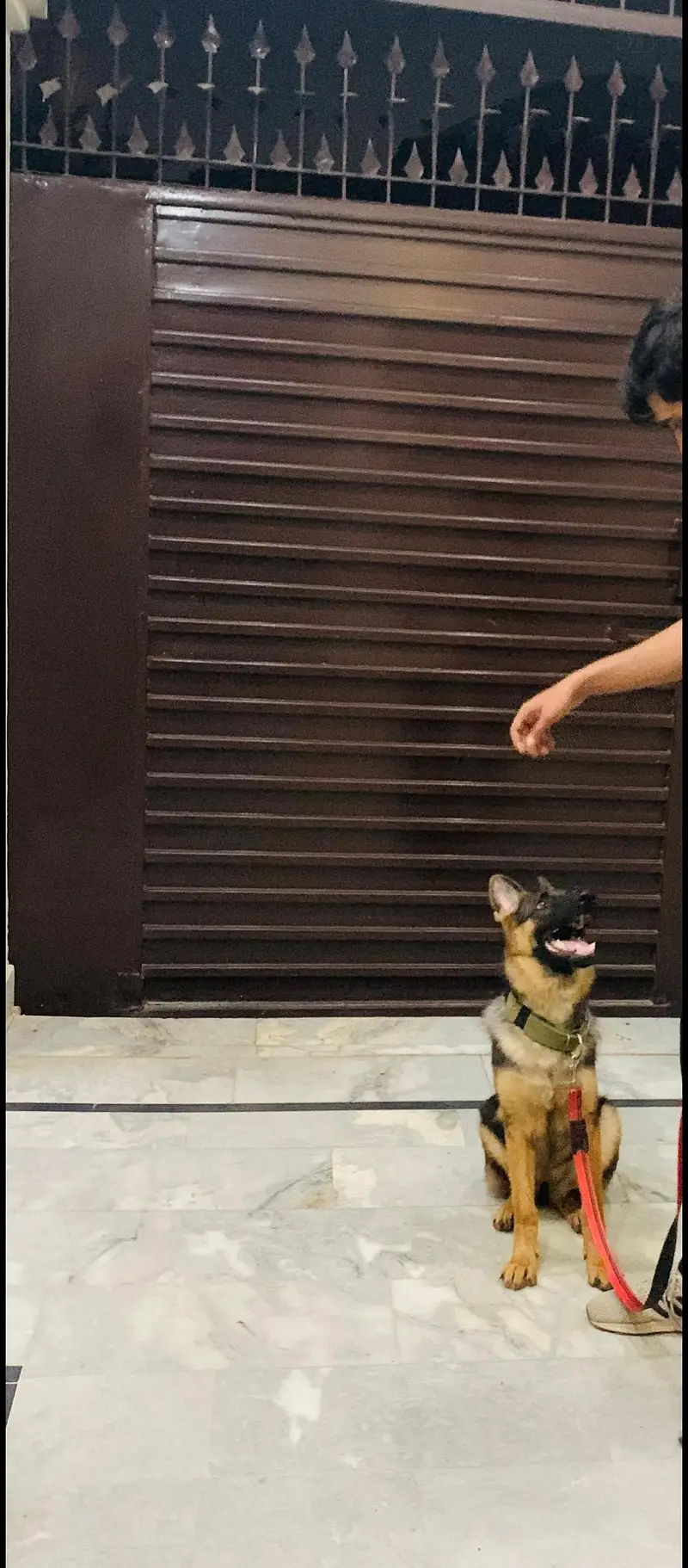 German shepherd — photo 2
