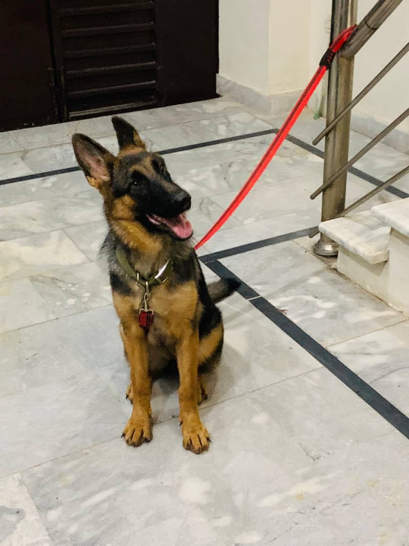 German shepherd 2