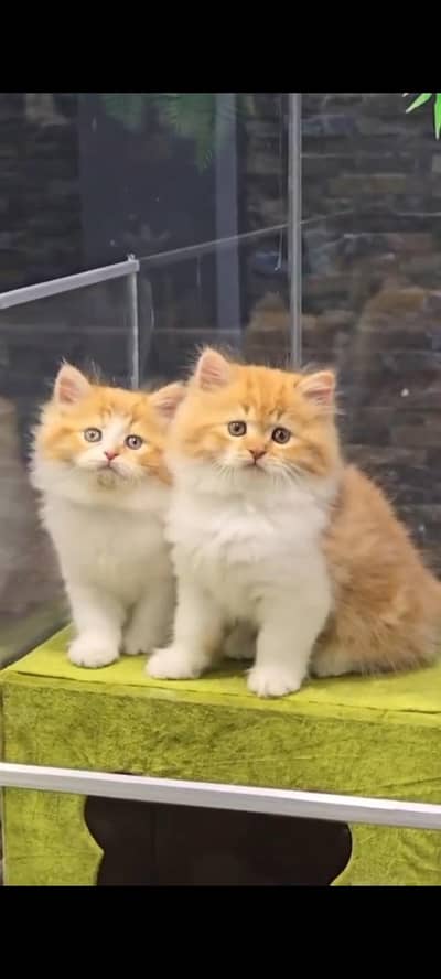 Persian kittens | triple coat | fluffy | 0327//64100//26
