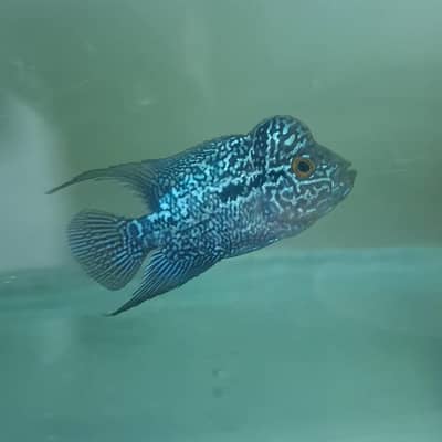Flowerhorn fish juvenile blue healthy fish