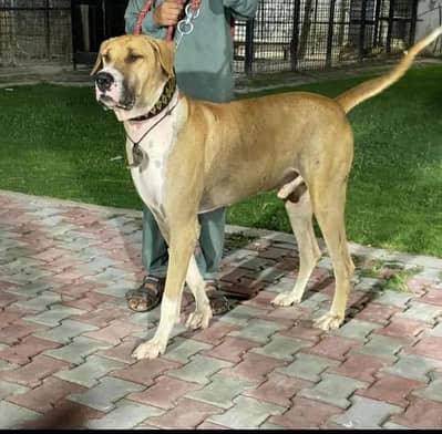 bully dog for stud