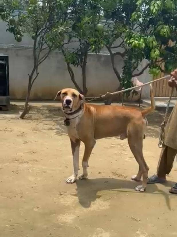 bully dog for stud 1