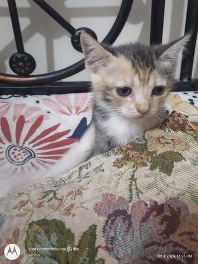 active and energetic and pot trained