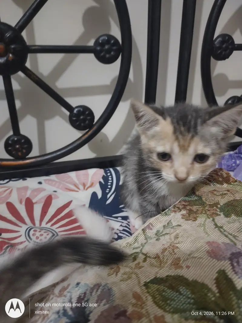 active and energetic and pot trained — photo 2
