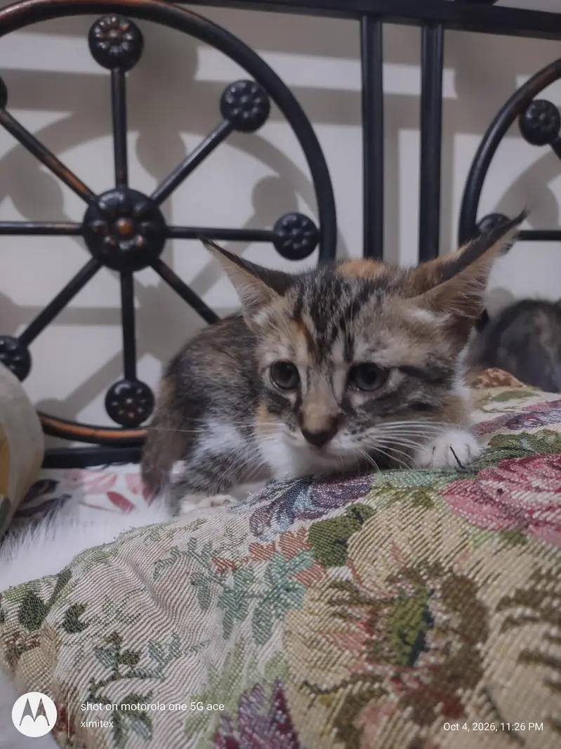 active and energetic and pot trained — photo 3