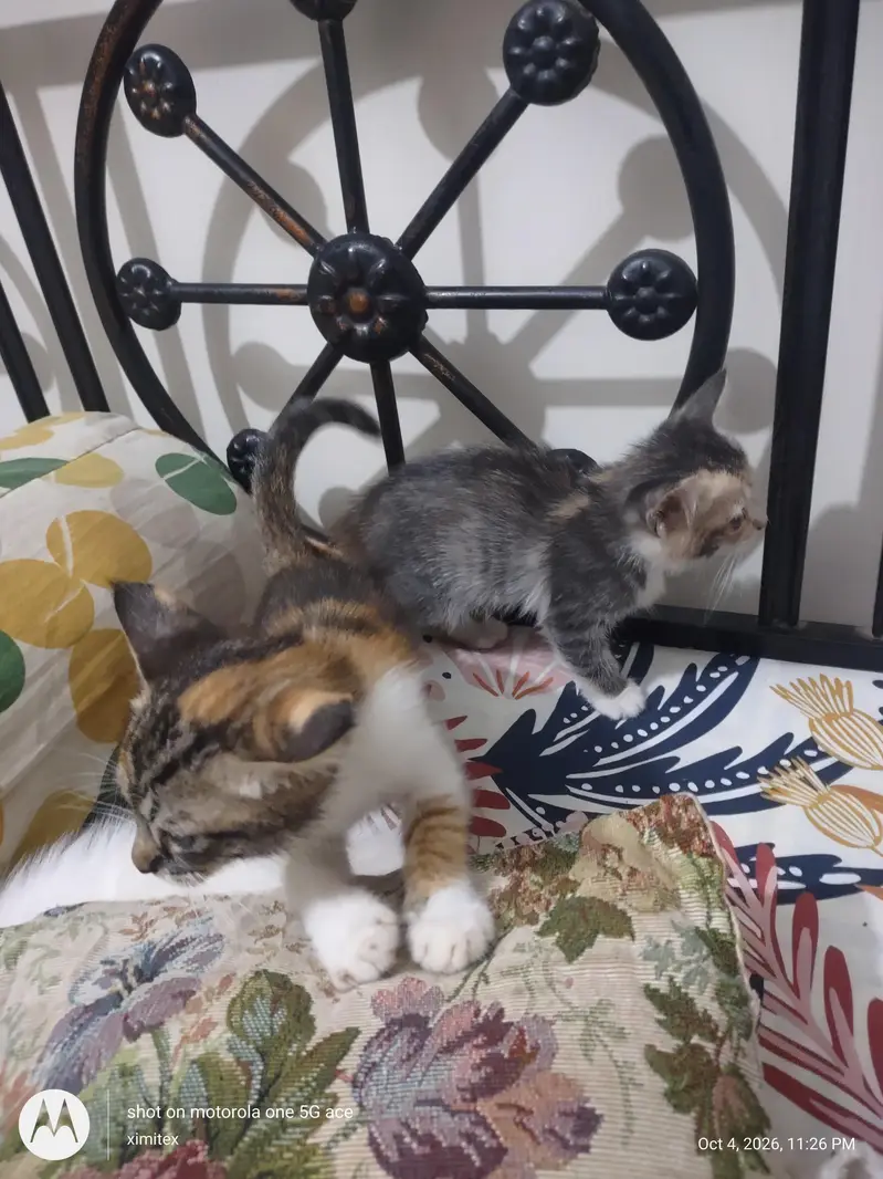 active and energetic and pot trained — photo 4