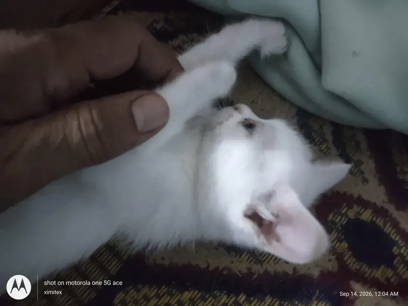 active and energetic and pot trained — photo 7