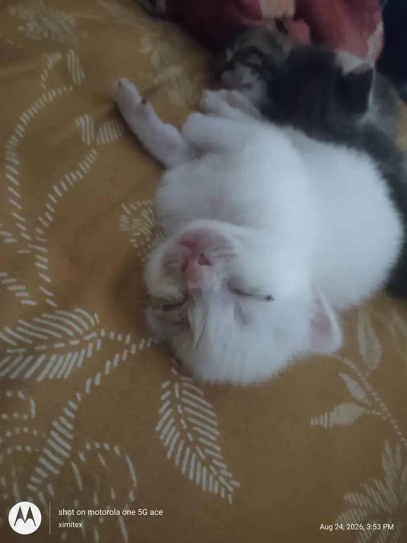 active and energetic and pot trained — photo 11