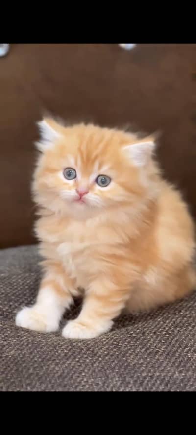 Persian kittens | triple coat | fluffy | 0327//64100//26